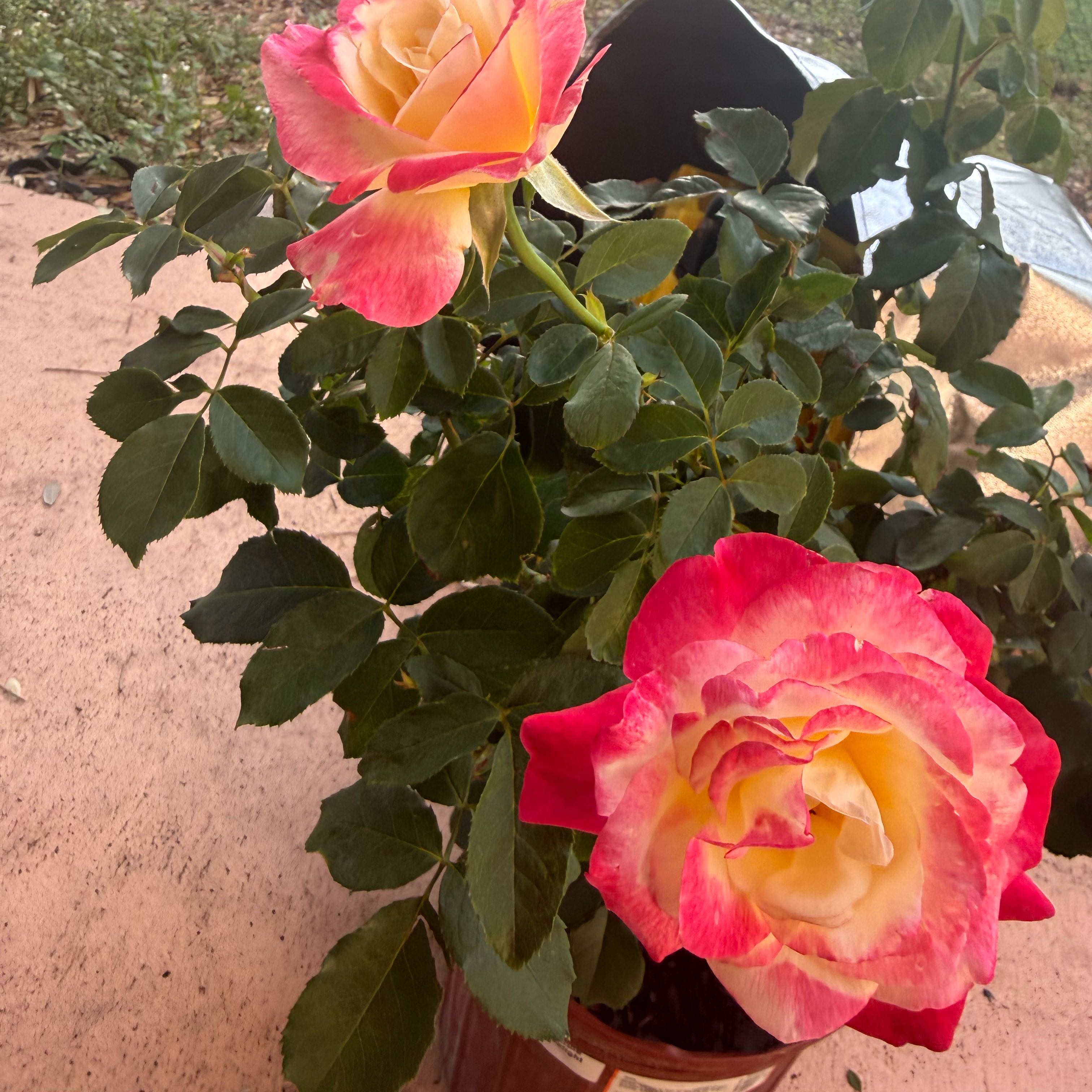 Photo of the plant species Double delight rose by @VerifiedZinnia named Terra on Greg, the plant care app