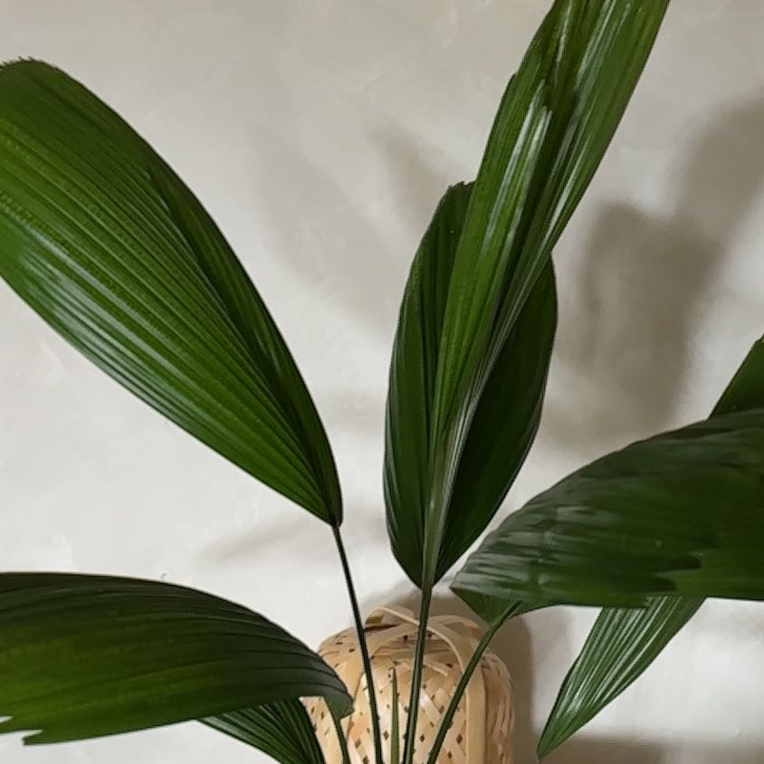 Photo of the plant species Ruffled Fan Palm by @FabRoussea23 named Diana on Greg, the plant care app