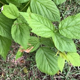 Photo of the plant species Heritage Raspberry by @BusyTexassage named Treeyoncé on Greg, the plant care app