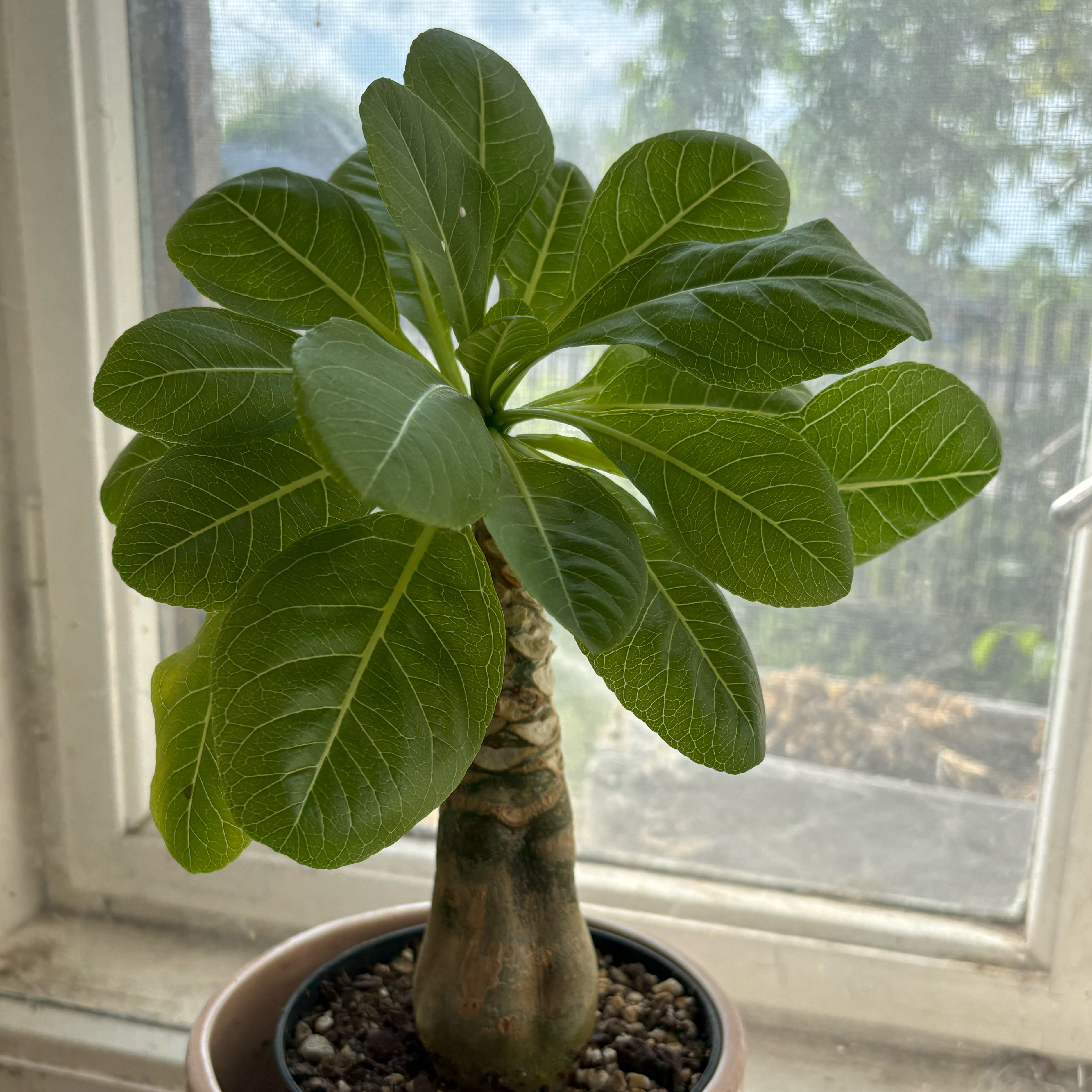 Photo of the plant species Hawaiian Palm by @BubblyOleaster named Austen on Greg, the plant care app