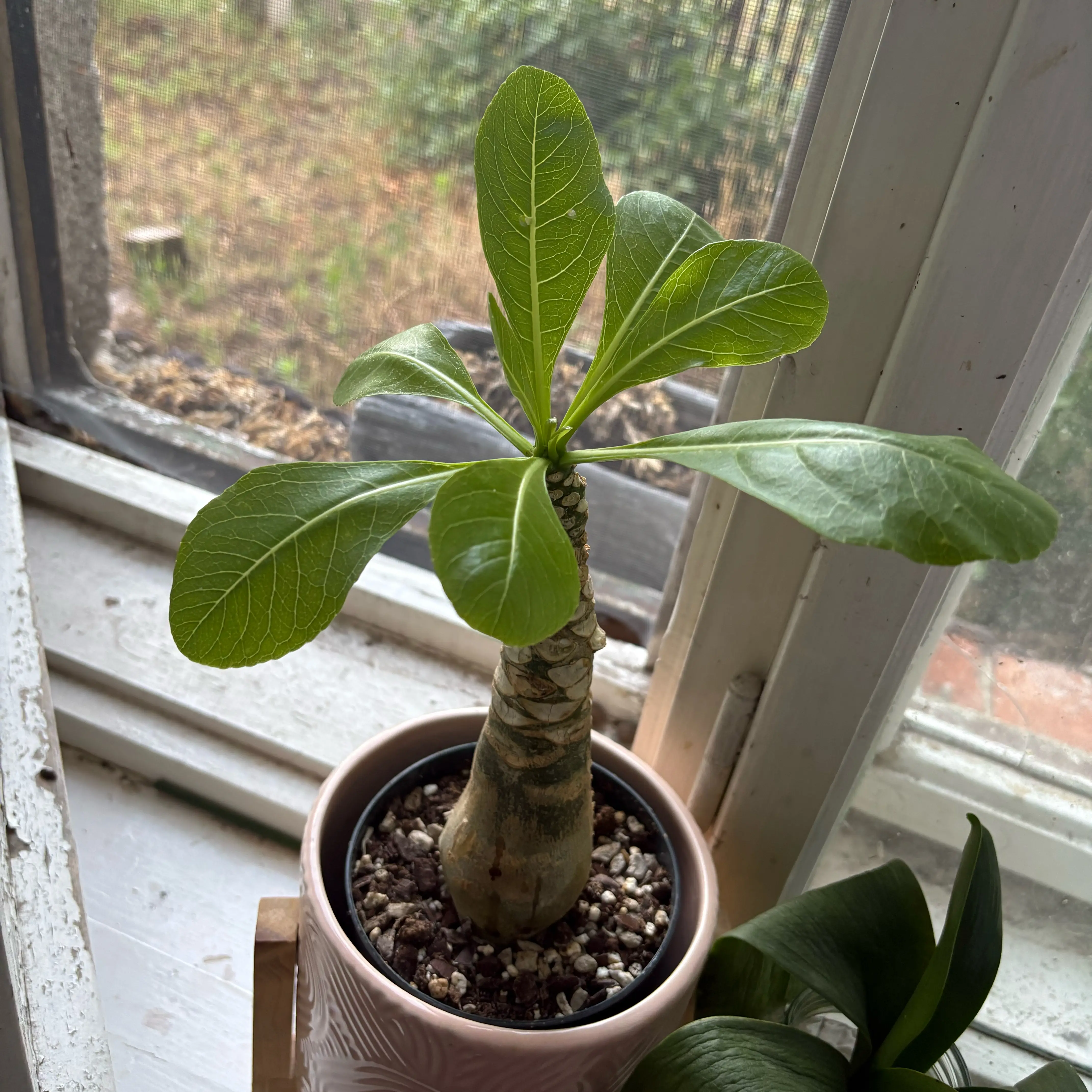 Photo of the plant species Brighamia Insignis by @BubblyOleaster named Austen on Greg, the plant care app