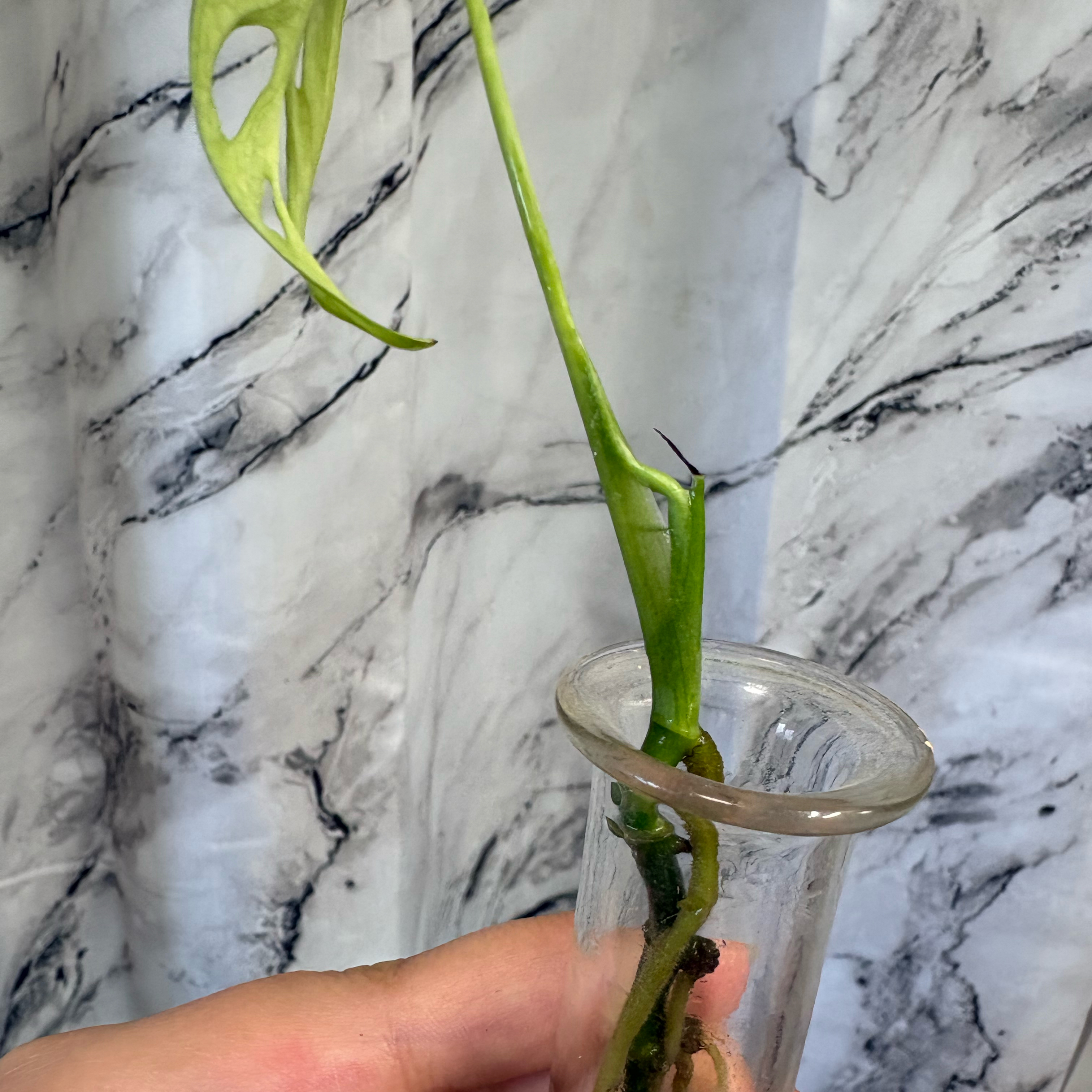 Photo of the plant species Monstera Monkey Mask by @BubblyOleaster named da Vinci on Greg, the plant care app