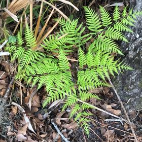 Photo of the plant species Pteridium esculentum by @ClearPepino25 named Elina on Greg, the plant care app