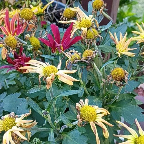 Photo of the plant species Golden Crownbeard by @PotentPrasium named Sproutacus on Greg, the plant care app