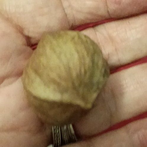 Photo of the plant species Bitternut Hickory by @PotentPrasium named Orlando Bloom on Greg, the plant care app