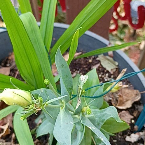 Photo of the plant species Showy Prairie Gentian by @PotentPrasium named Sir Plancelot on Greg, the plant care app