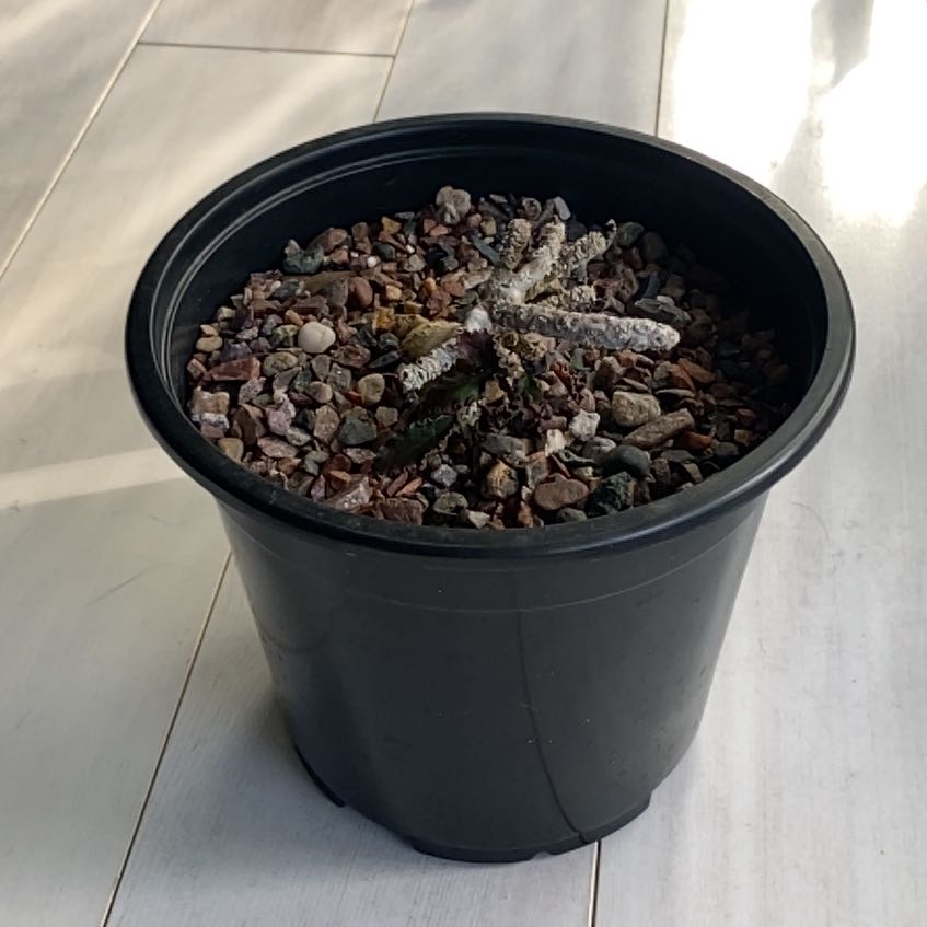 Photo of the plant species Euphorbia Ambovombensis by @NimbleLancewood named Dax on Greg, the plant care app