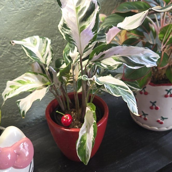 Photo of the plant species Calathea Stella by @DollWildpapaya named Stella C on Greg, the plant care app
