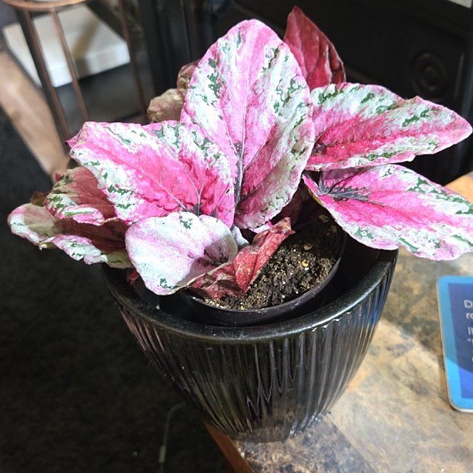 Photo of the plant species Fittonia 'Firetail' by @DollWildpapaya named Nemo on Greg, the plant care app