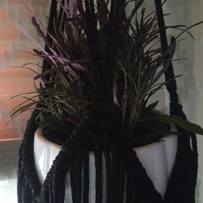 Photo of the plant species Aluminum Plant by @DollWildpapaya named Hemingway on Greg, the plant care app