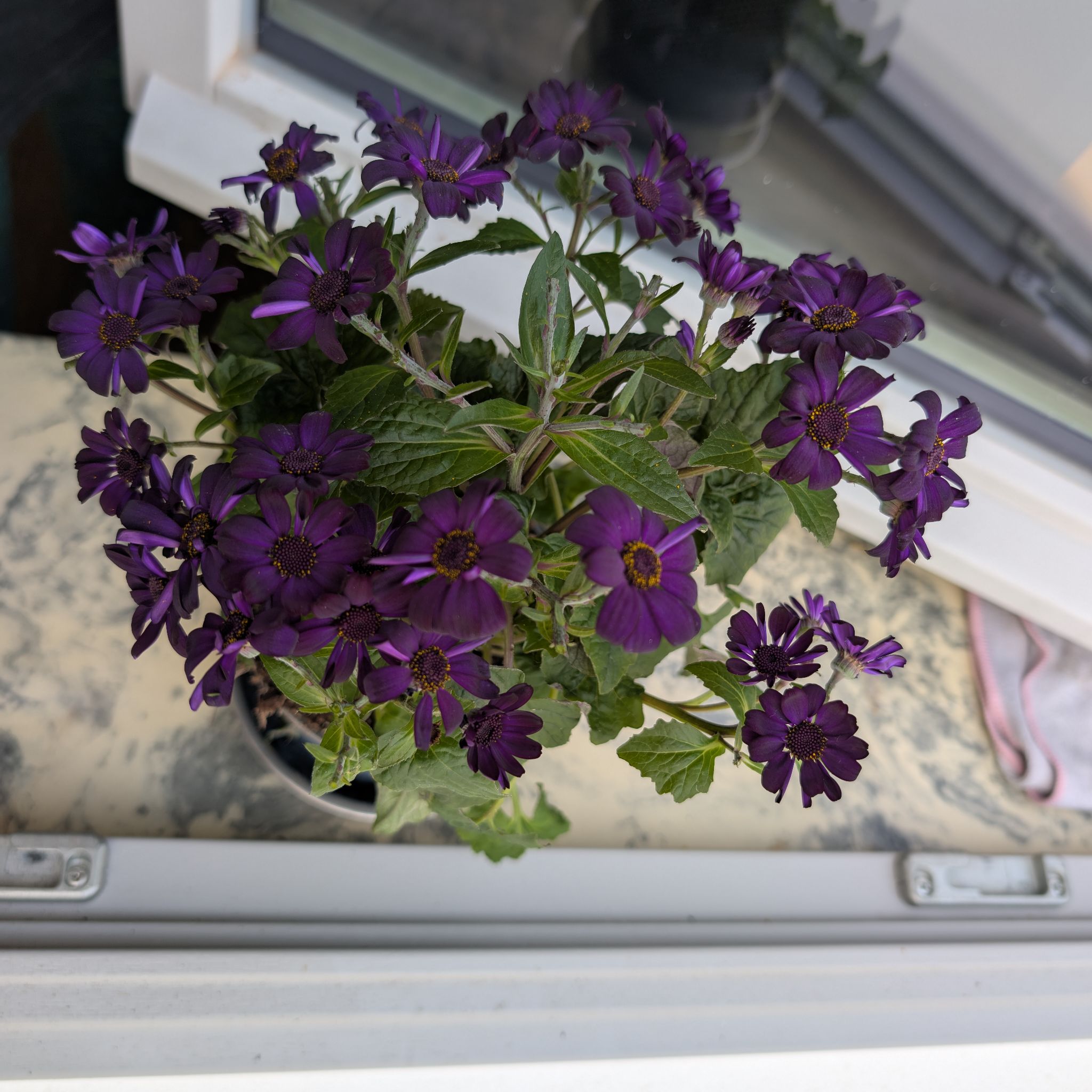 Photo of the plant species Florist's Cineraria by @VitalHollyhock named Bella on Greg, the plant care app