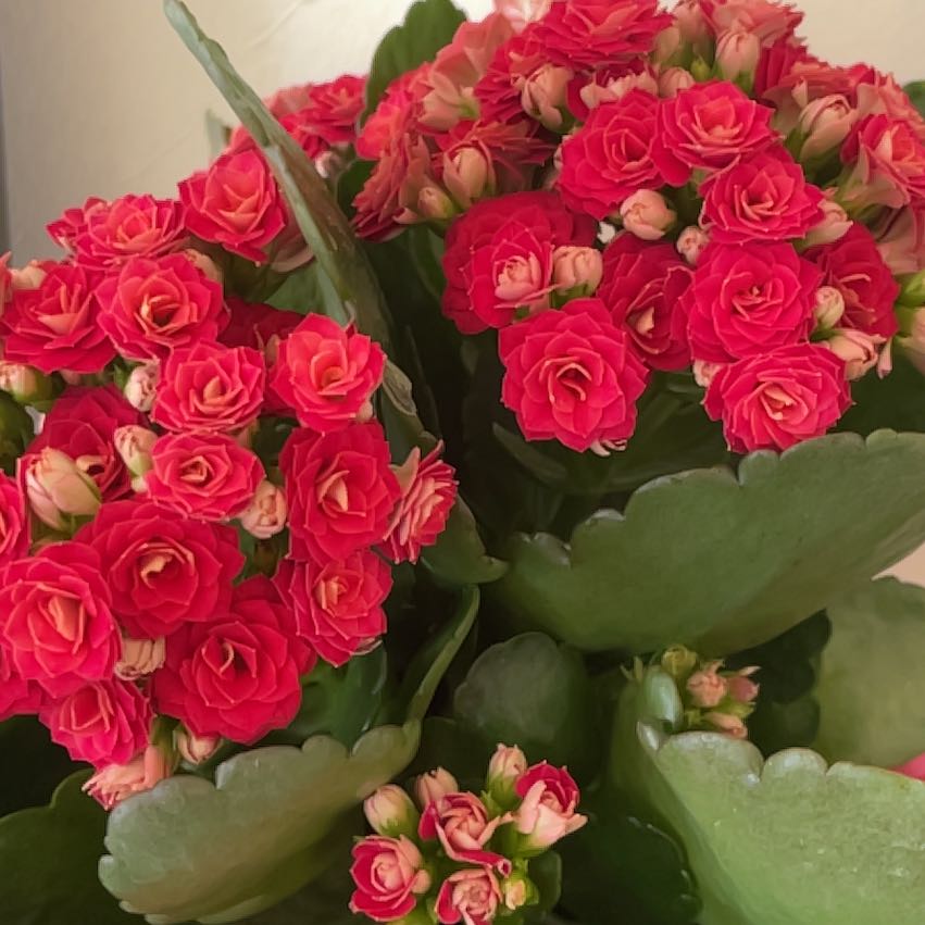 Photo of the plant species Kalanchoe 'Calandiva True Red' by @EarthyJonquil61 named Peter Parker on Greg, the plant care app