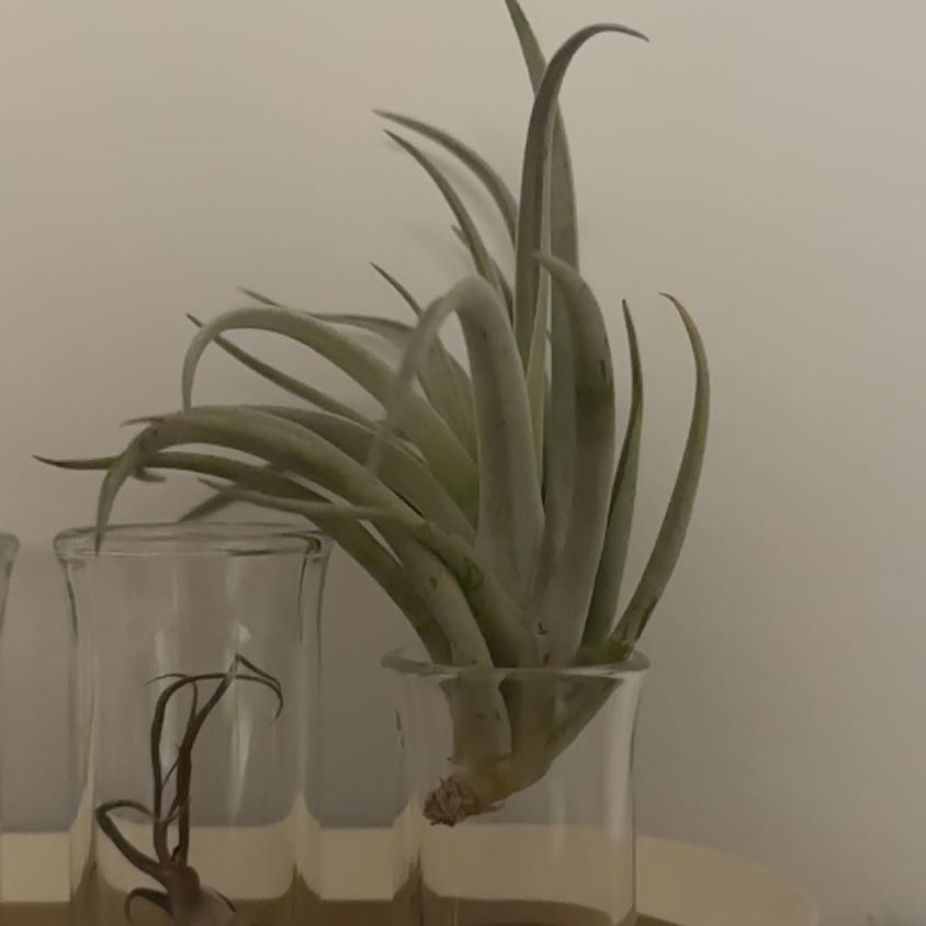 Photo of the plant species Tillandsia ionantha 'Scaposa' by @PertinentWeed named Curie on Greg, the plant care app