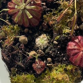 Photo of the plant species Butter Worth by @PertinentWeed named Captain Plant-it on Greg, the plant care app