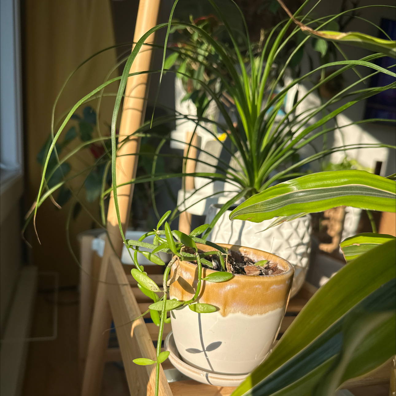Photo of the plant species Propeller Vine Plant by @PertinentWeed named Baesil on Greg, the plant care app
