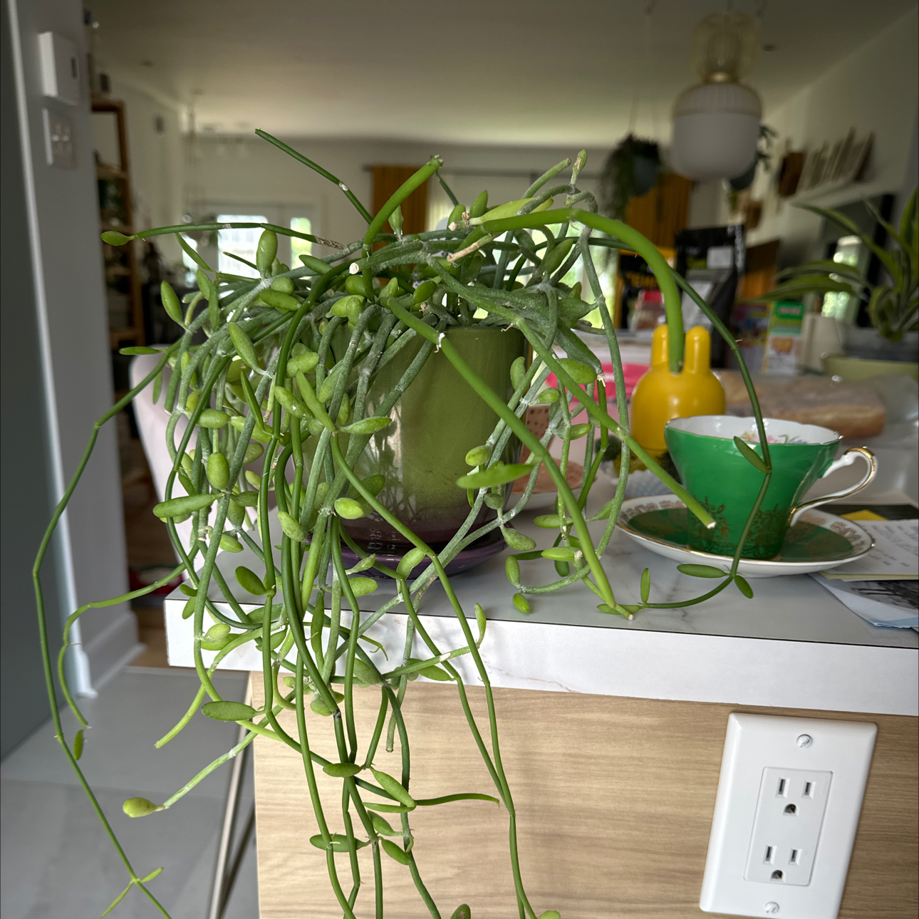 Photo of the plant species Propeller Vine Plant by @PertinentWeed named Pax on Greg, the plant care app