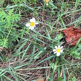 Photo of the plant species Plains Blackfoot by @HotFrogbit76 named Osmo on Greg, the plant care app