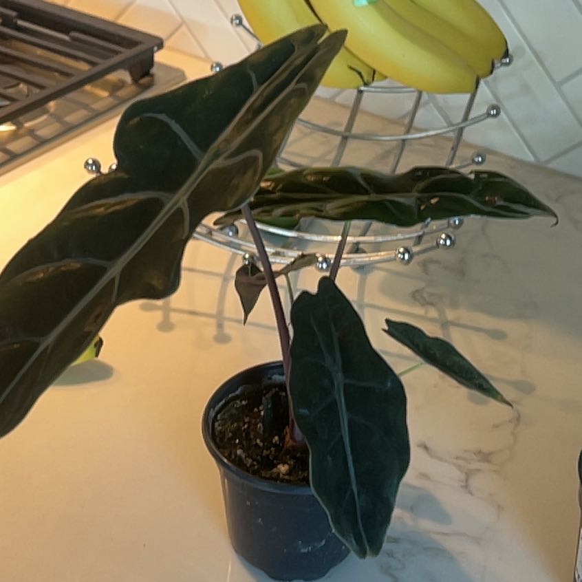 Photo of the plant species Alocasia by @KookyMiro64 named Ava on Greg, the plant care app