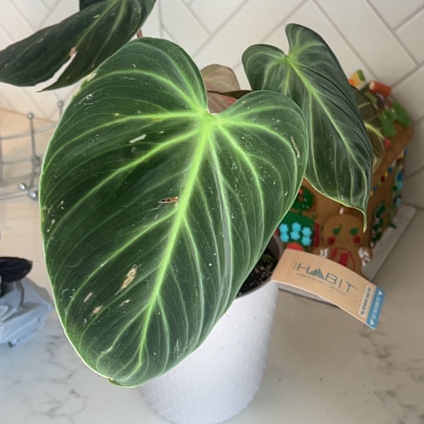 Photo of the plant species Philodendron 'Choco Red' by @KookyMiro64 named Ron on Greg, the plant care app