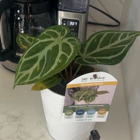 Photo of the plant species Anthurium 'Arching Amour Hearts Afire Velvet Leaf' by @KookyMiro64 named Oscar on Greg, the plant care app