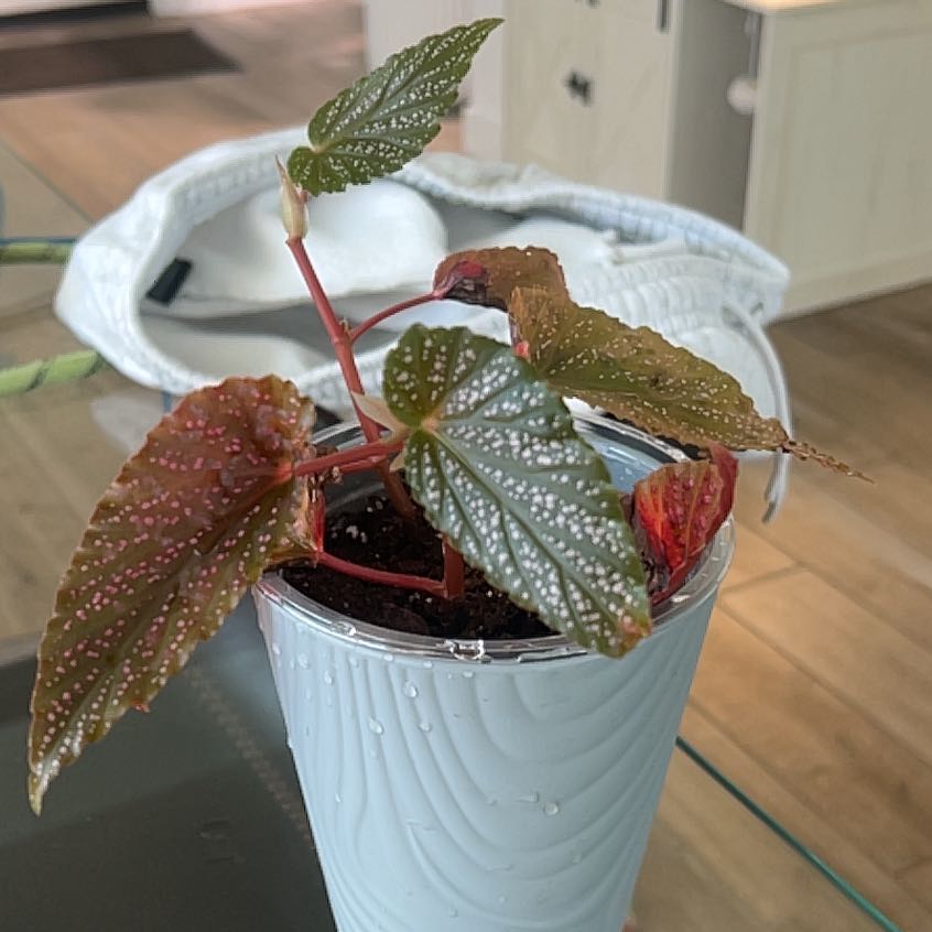 Photo of the plant species Angel Wing Begonia by @KookyMiro64 named Denali on Greg, the plant care app