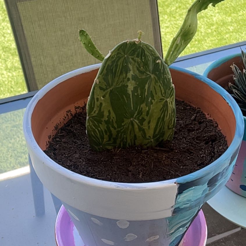 Photo of the plant species Marbled Maverick Cactus by @KookyMiro64 named Nemo on Greg, the plant care app