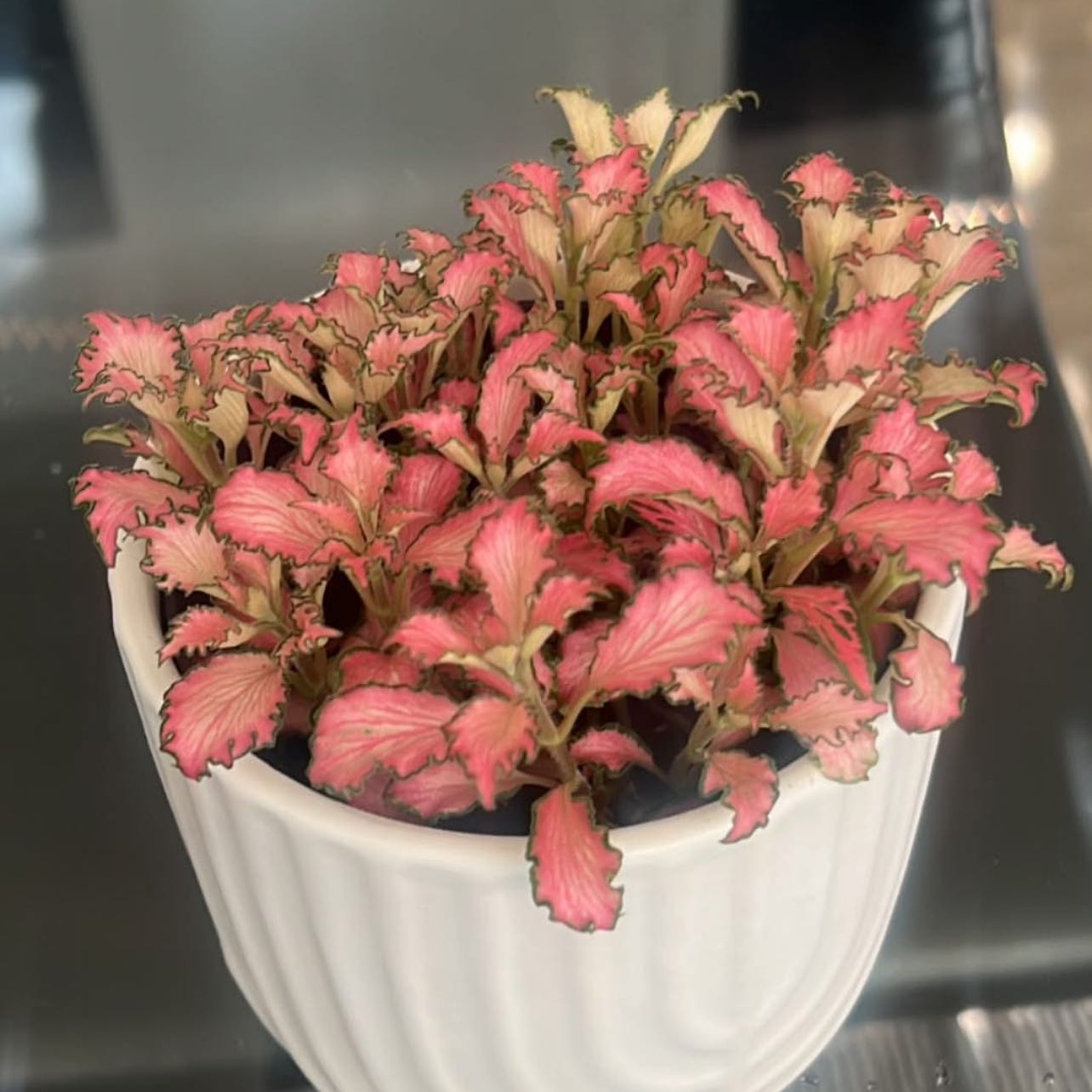 Photo of the plant species Fittonia Pink Frankie by @KookyMiro64 named Hemingway on Greg, the plant care app