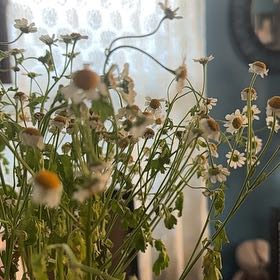 Photo of the plant species Feverfew by @NobleRedspinach named Peter Parker on Greg, the plant care app