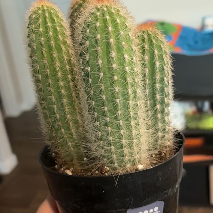 Photo of the plant species Espostoa mirabilis by @StellasHouse named Solstice on Greg, the plant care app