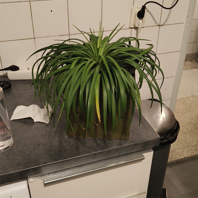 Photo of the plant species Mangave 'Mad About Mangave' by @StudiousApricot named Wall-E on Greg, the plant care app
