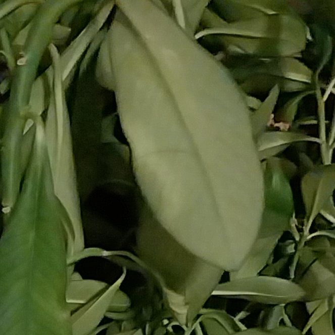 Photo of the plant species Hylotelephium 'Coca Cola' by @YernCacto83 named Gaga on Greg, the plant care app