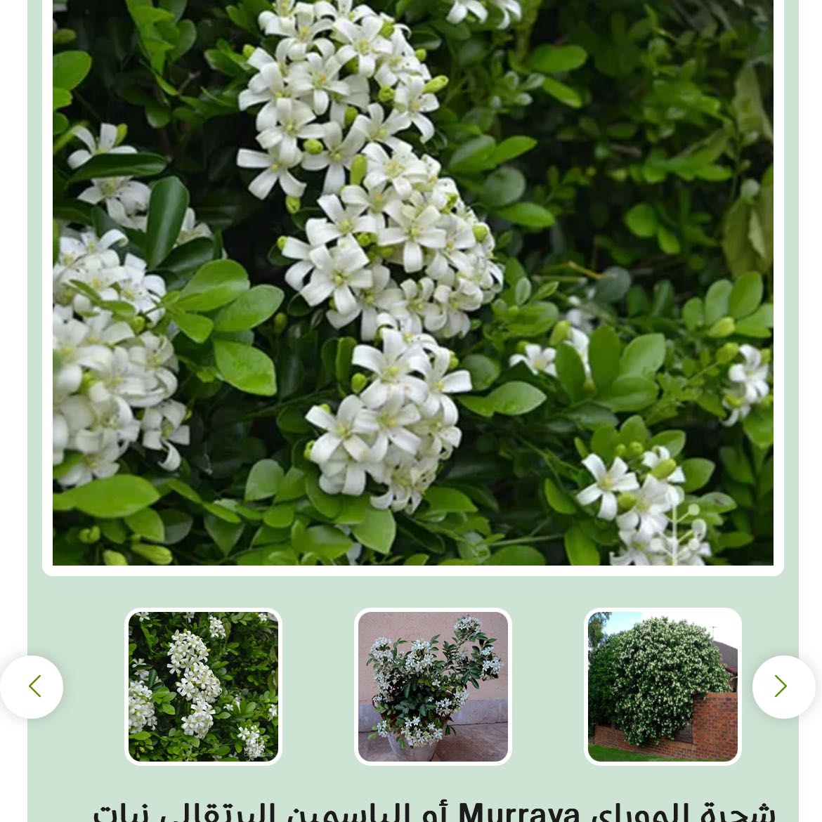 Photo of the plant species Prunus murrayana by @JoyfulGeropogon named Sage on Greg, the plant care app