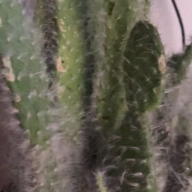 Photo of the plant species Prickly Pear Snow by @ExactChamise named Demi on Greg, the plant care app