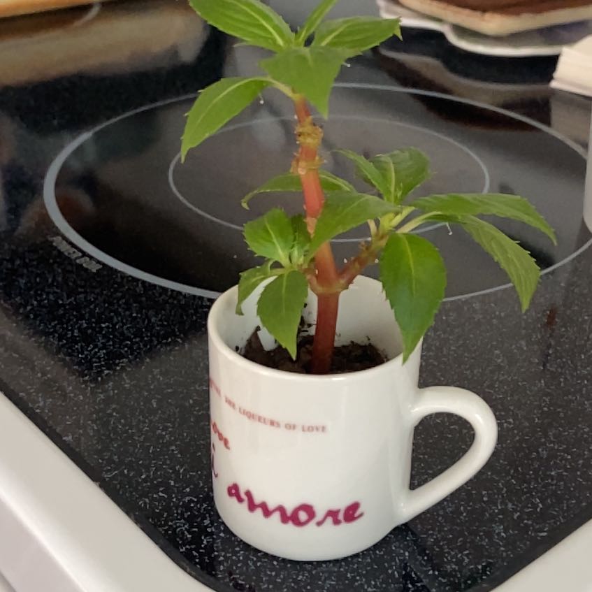 Photo of the plant species Balsam by @NoblyHoya named Austen on Greg, the plant care app
