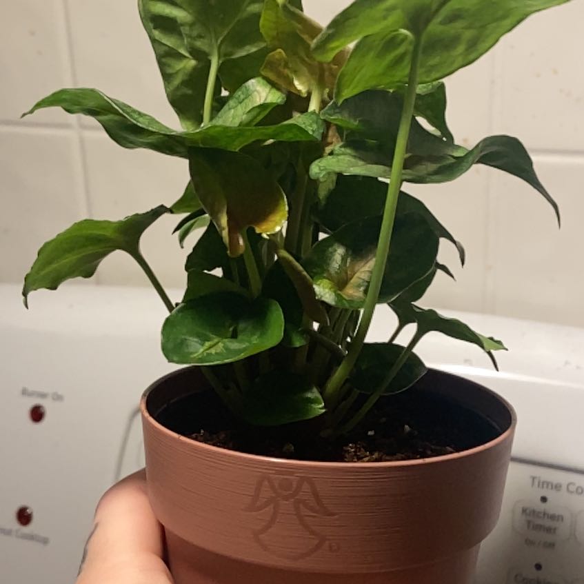 Photo of the plant species Berry Allusion Syngonium by @NoblyHoya named Sproutacus on Greg, the plant care app