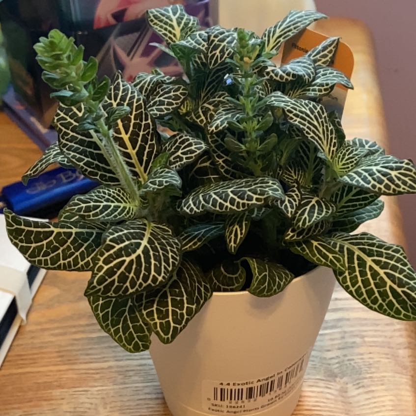 Photo of the plant species Mini White Fittonia by @NoblyHoya named Queen on Greg, the plant care app