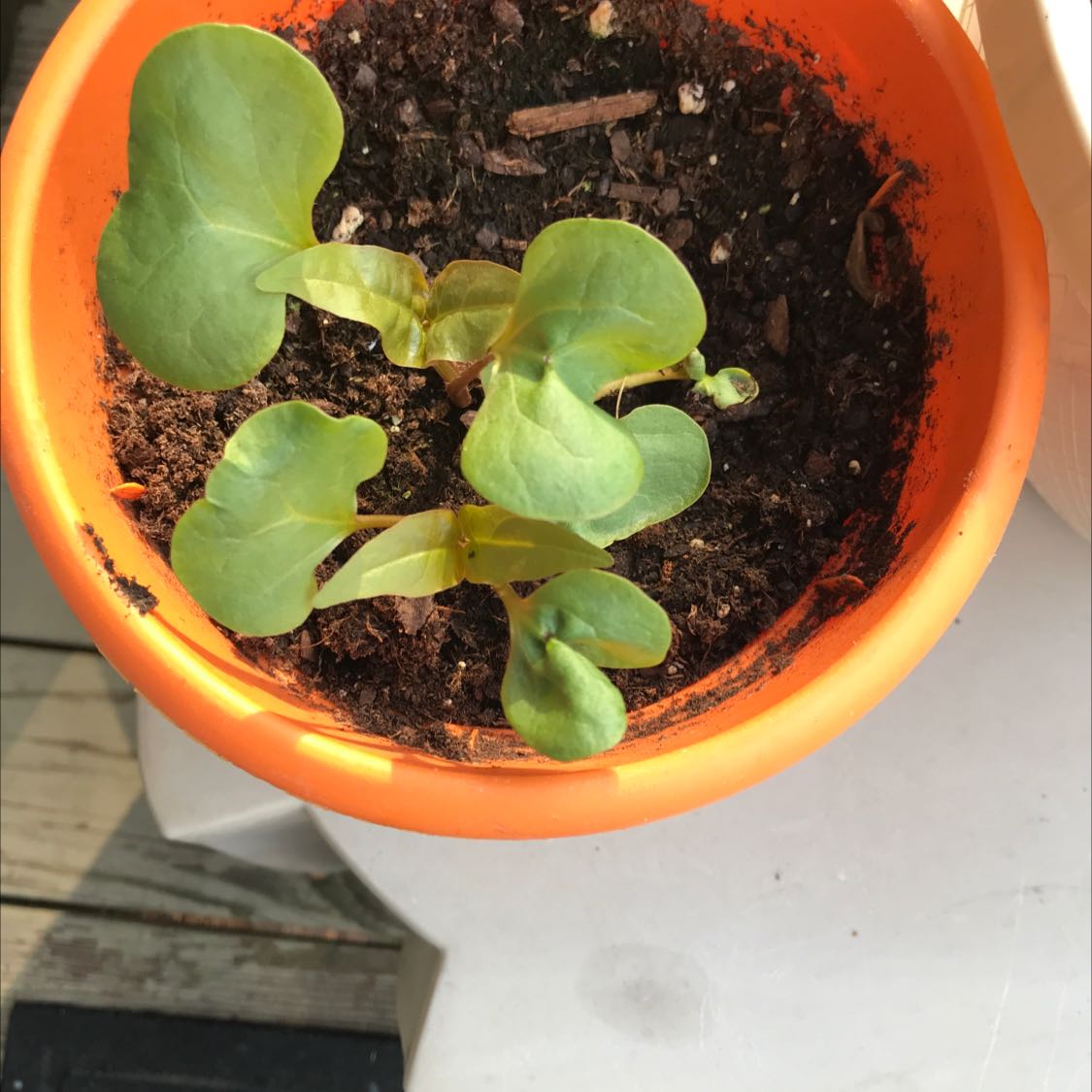 Young Marvel of Peru plant in an orange pot with visible soil and healthy green leaves.