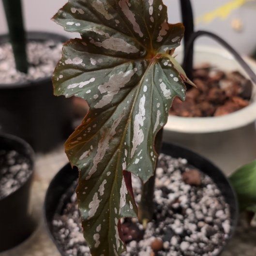 Photo of the plant species Begonia 'Sophie Cecile' by @mcoco named Sophie on Greg, the plant care app