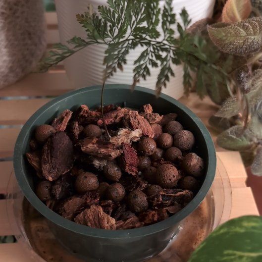 Plant care for Squirrel's Foot Fern on Greg, the plant care app