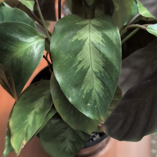 Photo of the plant species Prayer Plant 'Maui Queen' by @mcoco named Queen on Greg, the plant care app