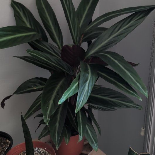 Photo of the plant species Stromanthe sanguinea 'Stripestar' by @mcoco named Tolkien on Greg, the plant care app