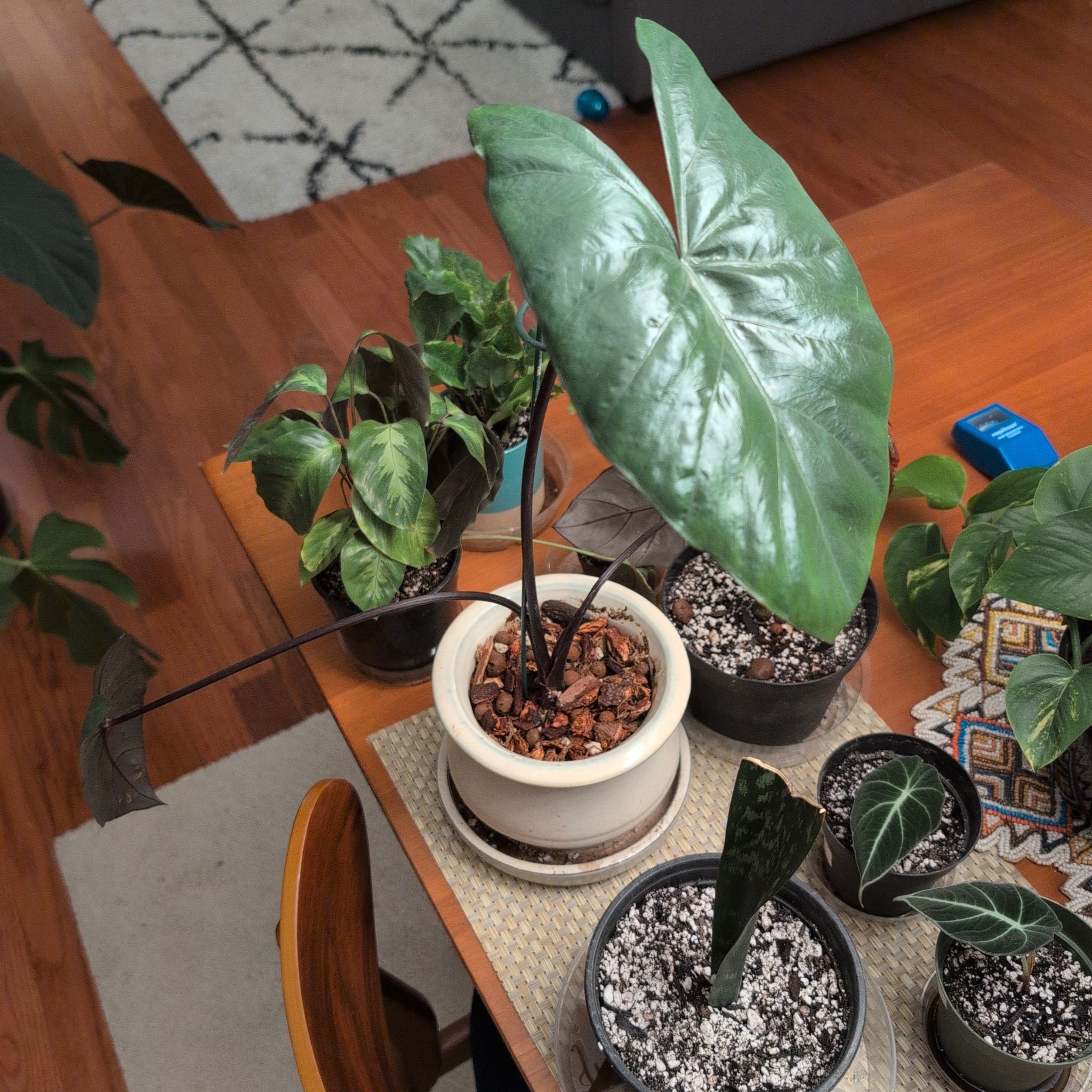 Photo of the plant species Alocasia 'Metallica' by @mcoco named Meta on Greg, the plant care app