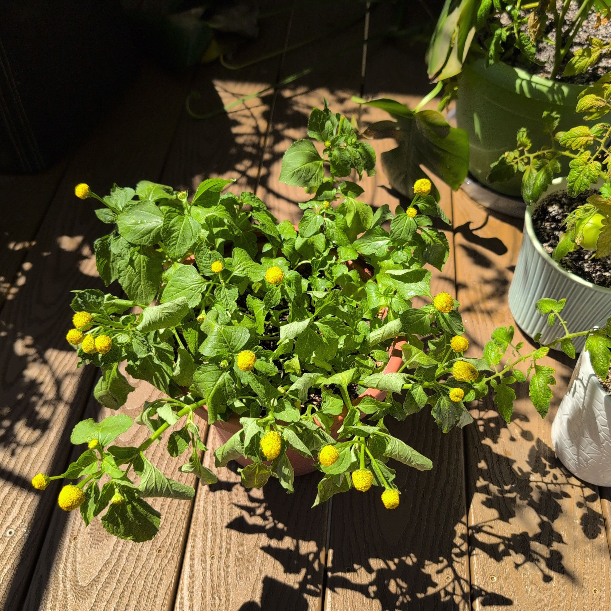 Photo of the plant species Toothache Plant by @mcoco named Buzz Lightyear on Greg, the plant care app