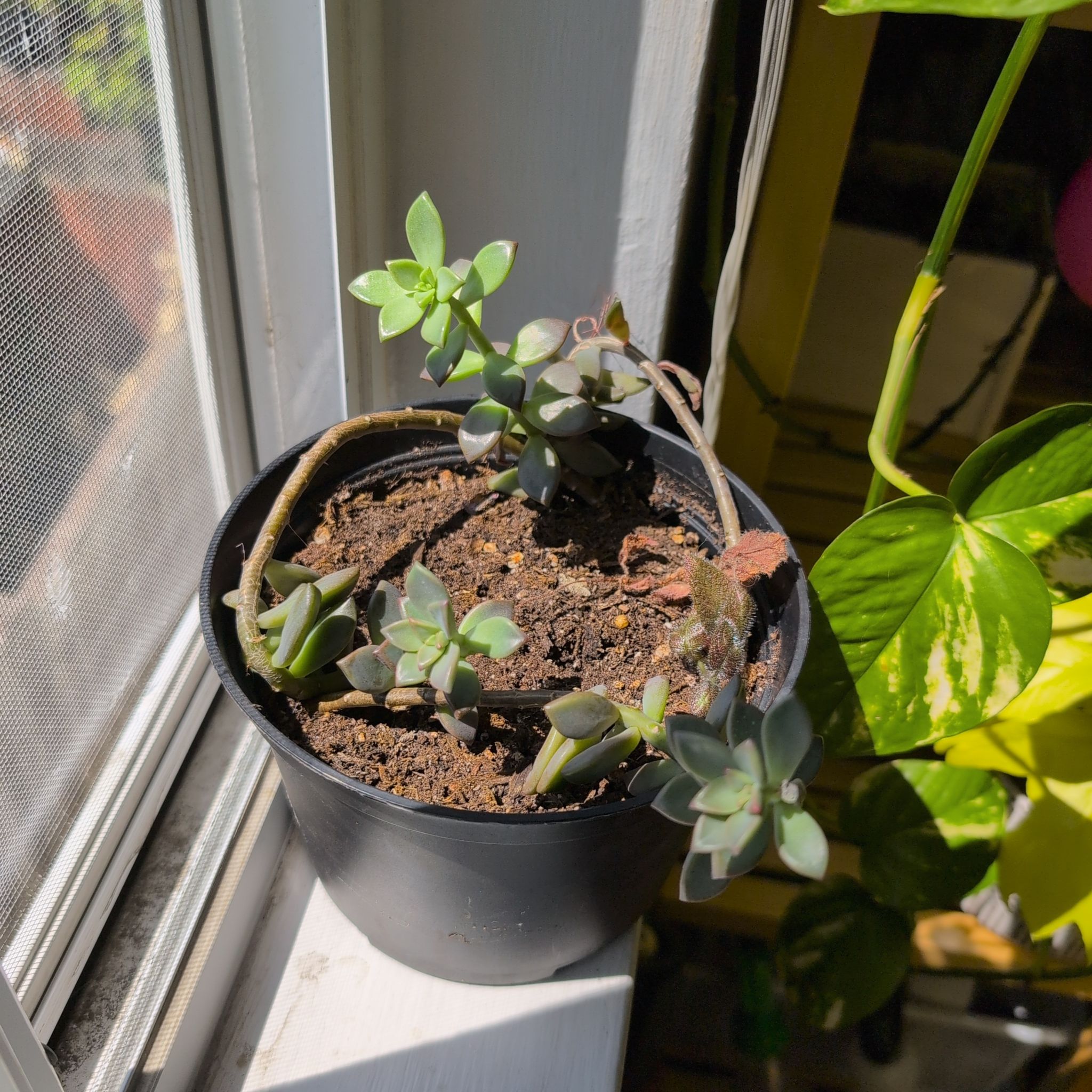 Photo of the plant species Graptopetalum mendozae by @mcoco named Three of Them on Greg, the plant care app