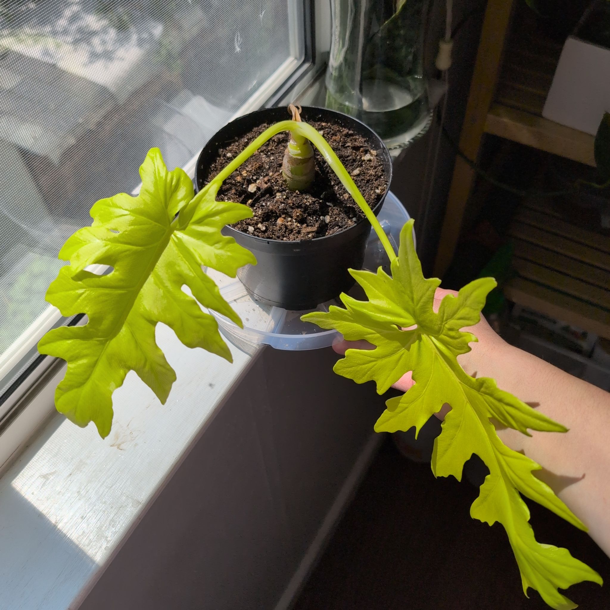 Photo of the plant species Philodendron 'Golden Violin' by @mcoco named Navajo on Greg, the plant care app