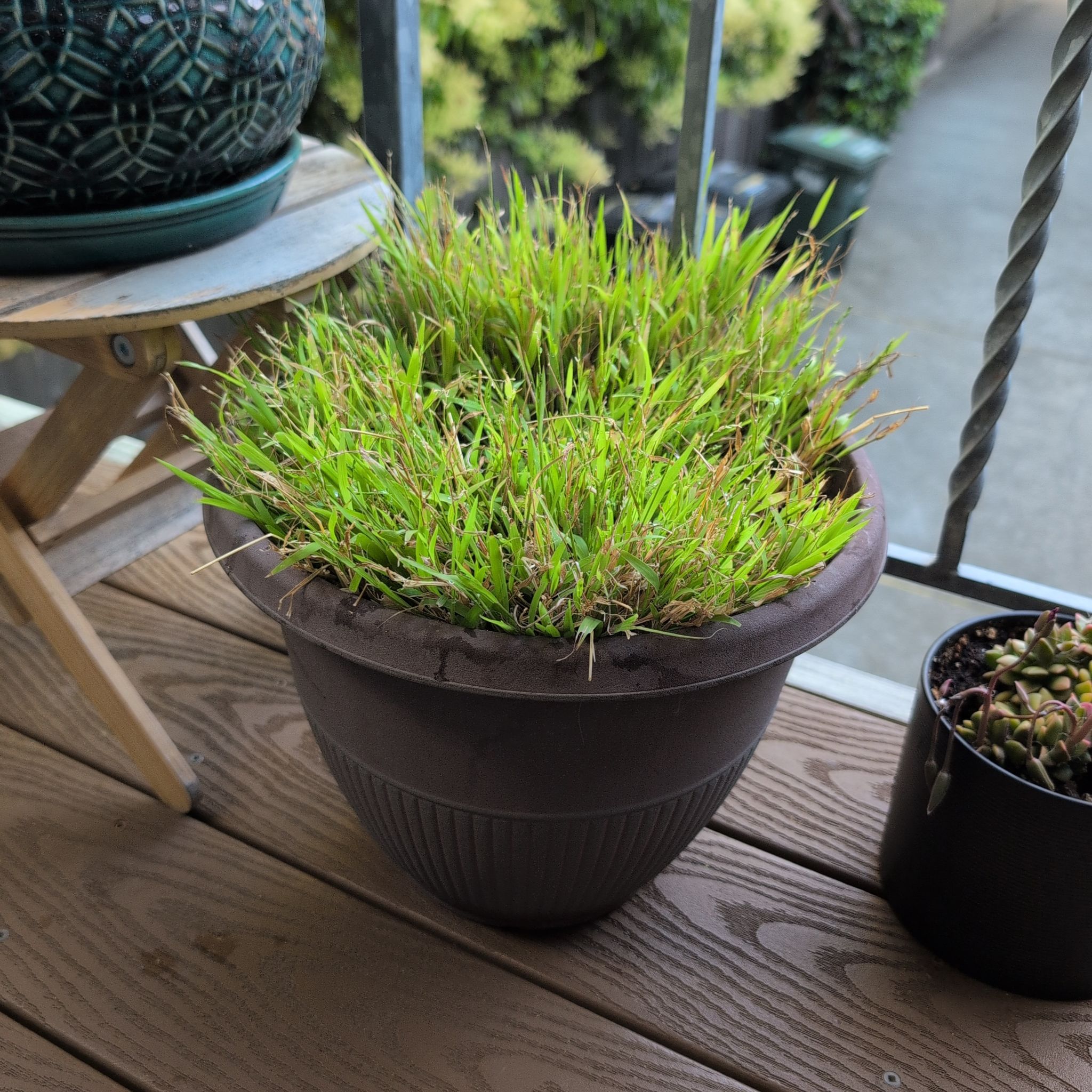 Photo of the plant species Crabgrass by @mcoco named It's grass. on Greg, the plant care app