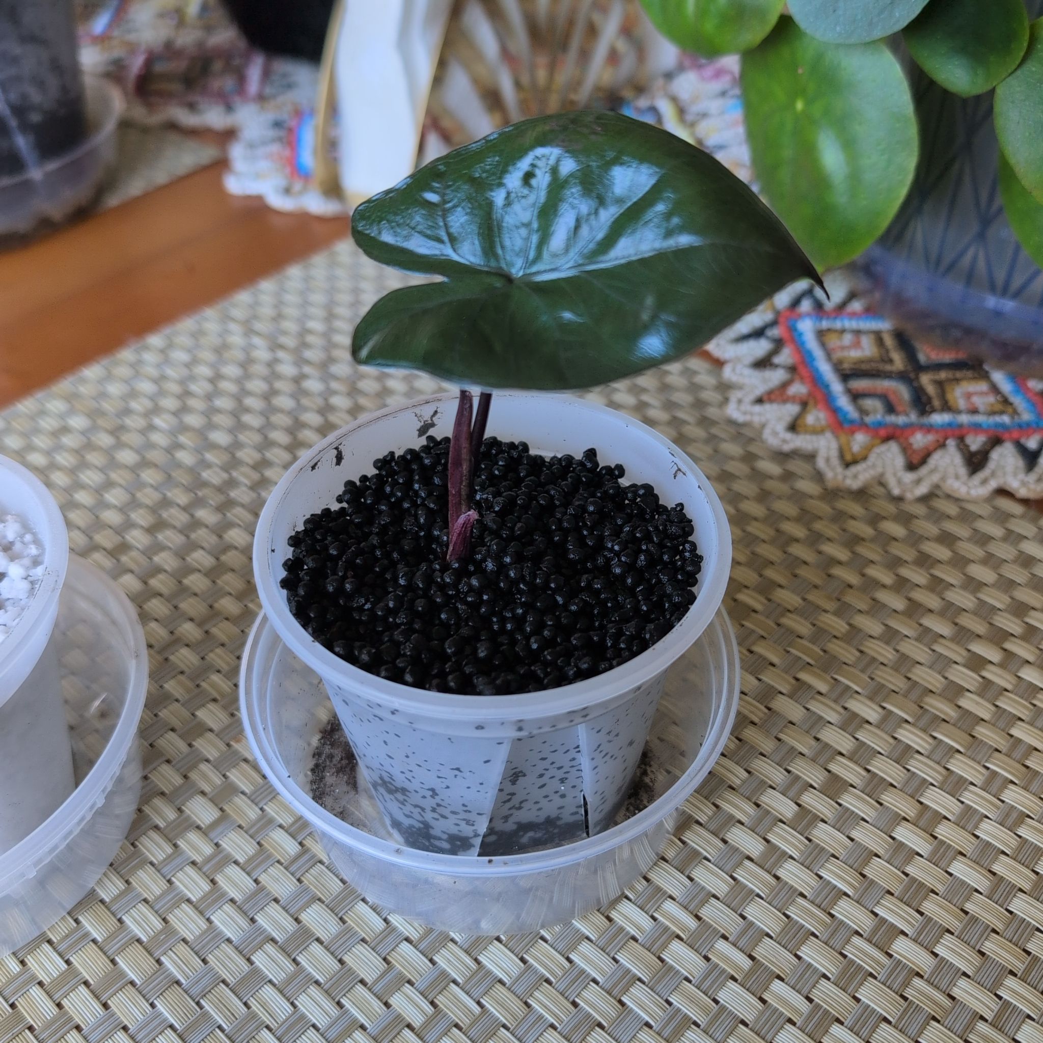Photo of the plant species Alocasia 'Metallica' by @mcoco named Meta-Stratum on Greg, the plant care app