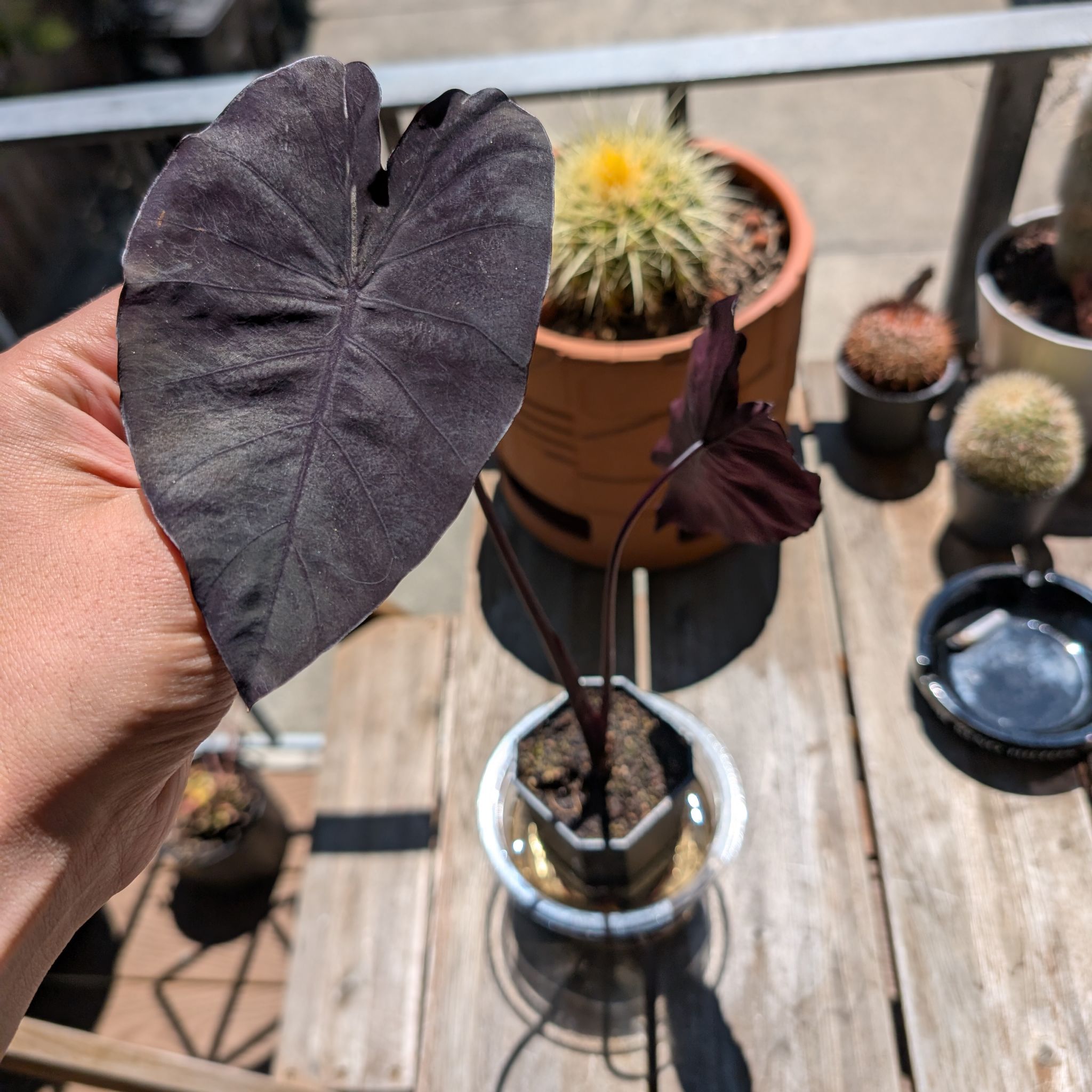 Photo of the plant species Colocasia 'Redemption' PP34,729 by @mcoco named Redemption on Greg, the plant care app