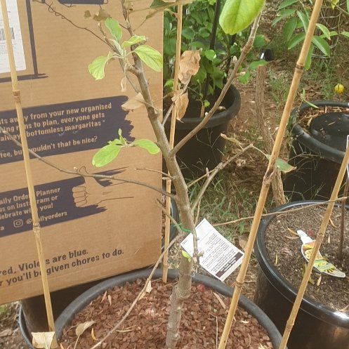 Photo of the plant species Anna Apple by @DearTurtlegrass named Figyonce on Greg, the plant care app