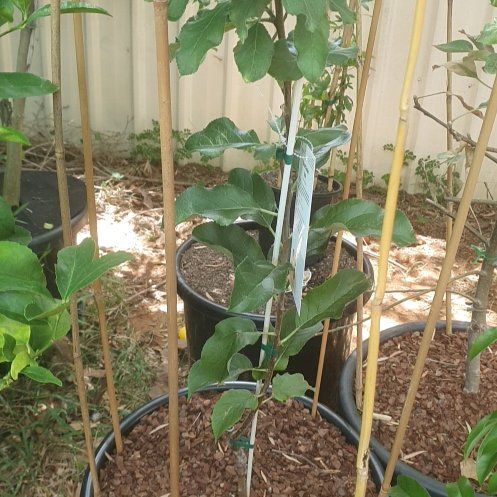 Photo of the plant species Dorsett Golden Apple Tree by @DearTurtlegrass named Rihanna on Greg, the plant care app